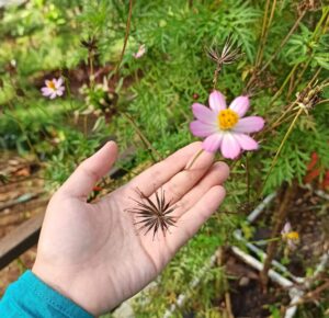 karkater benih bunga