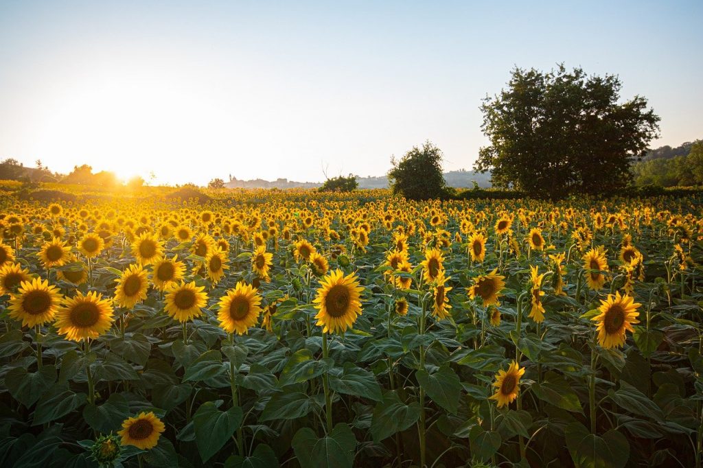 sunflowers, field, sunset-6007847.jpg