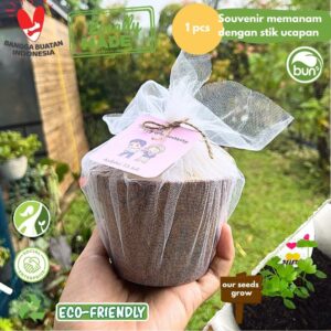 Coco Stick Board Seed Kit